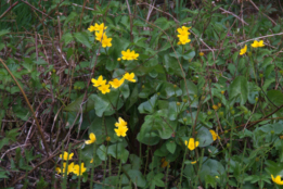 Caltha palustris subsp. palustrisGewone dotterbloem bestellen